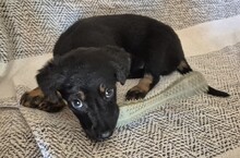 FOXI, Hund, Mischlingshund in Rumänien - Bild 3