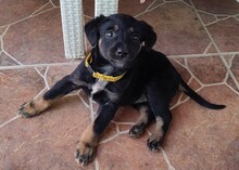 FOXI, Hund, Mischlingshund in Rumänien - Bild 4
