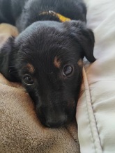 FOXI, Hund, Mischlingshund in Rumänien - Bild 5