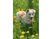 EMONA, Hund, Mischlingshund in Theres - Bild 1