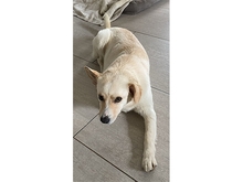 EMONA, Hund, Mischlingshund in Theres - Bild 10