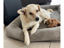 EMONA, Hund, Mischlingshund in Theres - Bild 2