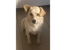 EMONA, Hund, Mischlingshund in Theres - Bild 3