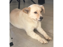 EMONA, Hund, Mischlingshund in Theres - Bild 4