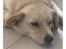 EMONA, Hund, Mischlingshund in Theres - Bild 6