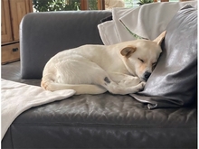 EMONA, Hund, Mischlingshund in Theres - Bild 7