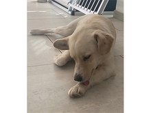 EMONA, Hund, Mischlingshund in Theres - Bild 8