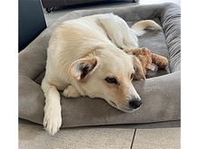 EMONA, Hund, Mischlingshund in Theres - Bild 9