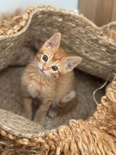 PEPPER2, Katze, Hauskatze in Spanien - Bild 2