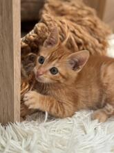 PEPPER2, Katze, Hauskatze in Spanien - Bild 3