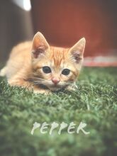 PEPPER2, Katze, Hauskatze in Spanien - Bild 4