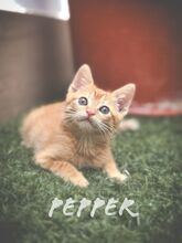 PEPPER2, Katze, Hauskatze in Spanien - Bild 5