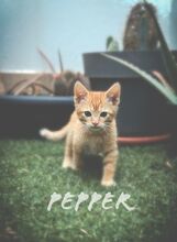 PEPPER2, Katze, Hauskatze in Spanien - Bild 6