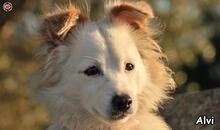 ALVI, Hund, Mischlingshund in Donzdorf - Bild 1