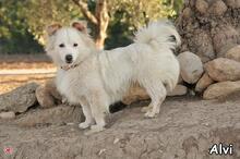 ALVI, Hund, Mischlingshund in Donzdorf - Bild 2