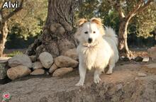 ALVI, Hund, Mischlingshund in Donzdorf - Bild 3