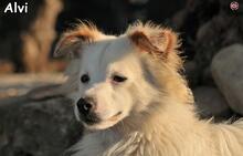 ALVI, Hund, Mischlingshund in Donzdorf - Bild 4