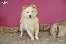 ALVI, Hund, Mischlingshund in Donzdorf - Bild 5