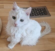 MISHANYA, Katze, Angorakatze in Neuenhagen - Bild 1