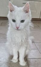 MISHANYA, Katze, Angorakatze in Neuenhagen - Bild 2