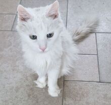 MISHANYA, Katze, Angorakatze in Neuenhagen - Bild 3