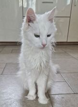 MISHANYA, Katze, Angorakatze in Neuenhagen - Bild 4
