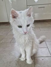 MISHANYA, Katze, Angorakatze in Neuenhagen - Bild 5