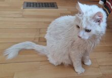 MISHANYA, Katze, Angorakatze in Neuenhagen - Bild 6