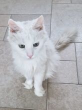 MISHANYA, Katze, Angorakatze in Neuenhagen - Bild 7