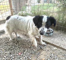 MARCELLINA, Hund, Mischlingshund in Italien - Bild 1