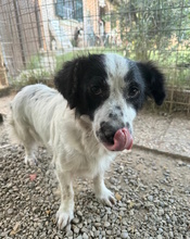 MARCELLINA, Hund, Mischlingshund in Italien - Bild 2