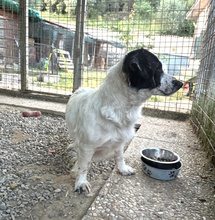 MARCELLINA, Hund, Mischlingshund in Italien - Bild 3