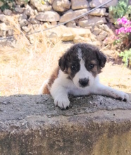 COLLIN, Hund, Mischlingshund in Italien - Bild 1