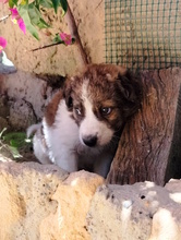COLLIN, Hund, Mischlingshund in Italien - Bild 2