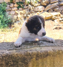 COLLIN, Hund, Mischlingshund in Italien - Bild 3