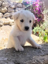 MAIKY, Hund, Mischlingshund in Italien - Bild 1