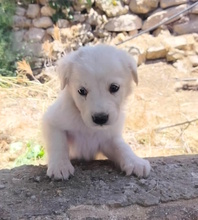 MAIKY, Hund, Mischlingshund in Italien - Bild 2