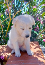 MAIKY, Hund, Mischlingshund in Italien - Bild 3