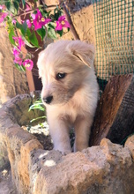 MAIKY, Hund, Mischlingshund in Italien - Bild 4