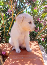 MAIKY, Hund, Mischlingshund in Italien - Bild 5