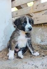 PHIL, Hund, Mischlingshund in Italien - Bild 1