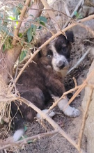 PHIL, Hund, Mischlingshund in Italien - Bild 2