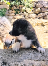 PHIL, Hund, Mischlingshund in Italien - Bild 3