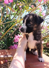 PHIL, Hund, Mischlingshund in Italien - Bild 5