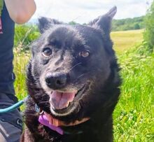 CHERRY, Hund, Mischlingshund in Slowakische Republik - Bild 1