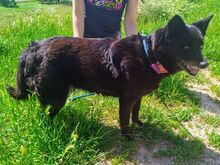 CHERRY, Hund, Mischlingshund in Slowakische Republik - Bild 2