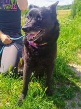CHERRY, Hund, Mischlingshund in Slowakische Republik - Bild 3