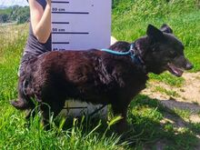 CHERRY, Hund, Mischlingshund in Slowakische Republik - Bild 4
