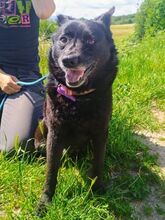 CHERRY, Hund, Mischlingshund in Slowakische Republik - Bild 5