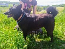CHERRY, Hund, Mischlingshund in Slowakische Republik - Bild 6